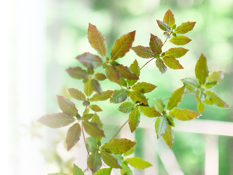 ZRUM 住まい環境のストレスを軽減する家